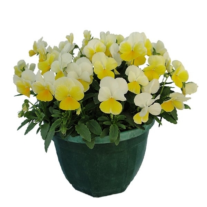 Picture of Viola - Grandissimo Series F1 - Lemon Splash